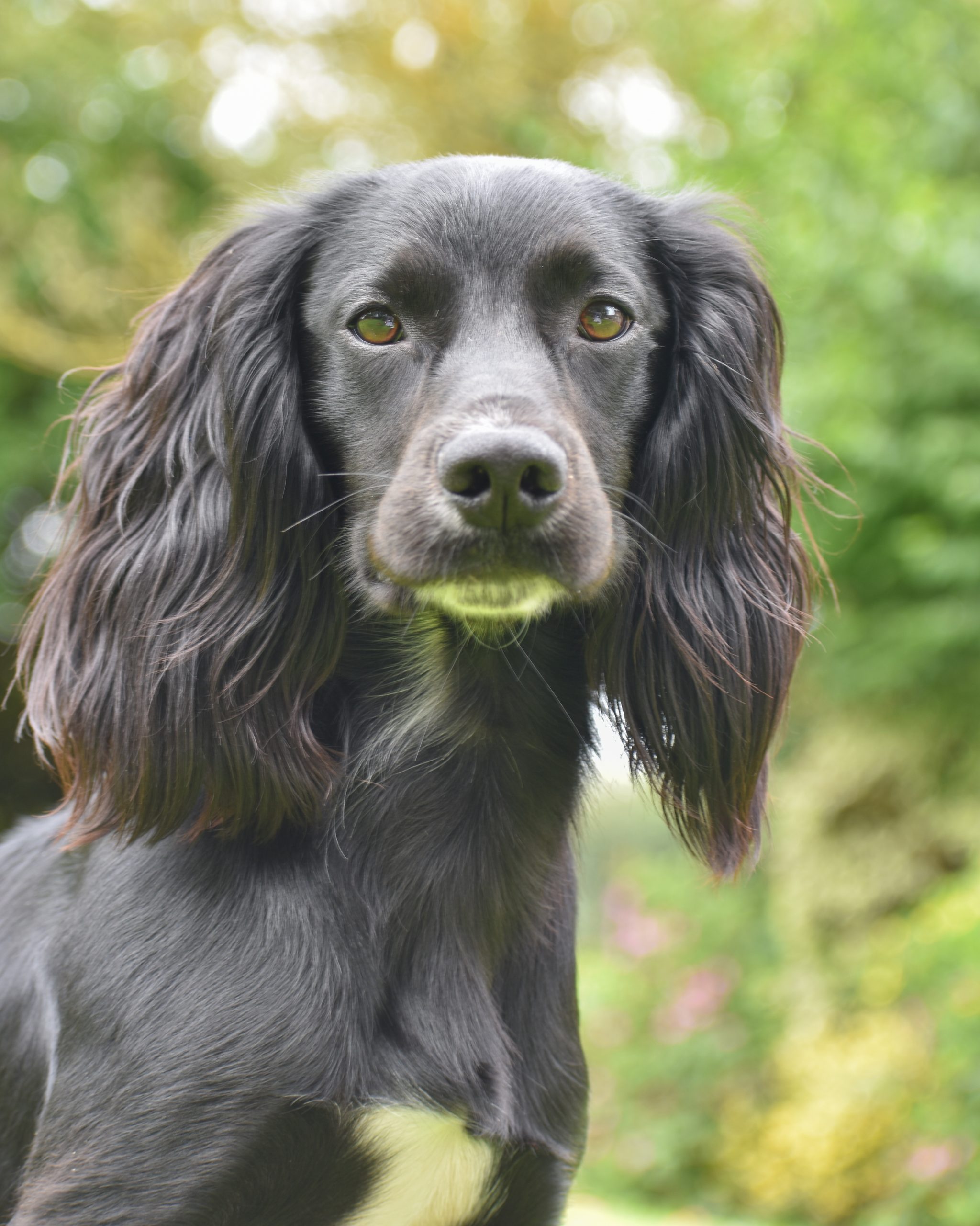 Design Elements - Fenland Dog Park at Long Sutton