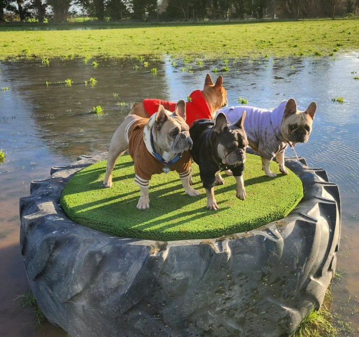 Spring is arriving at Fenland Dog Park